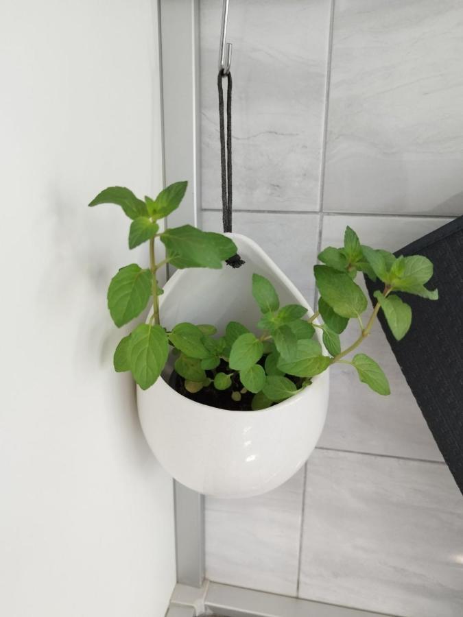 Antemma Apartment بولا المظهر الخارجي الصورة